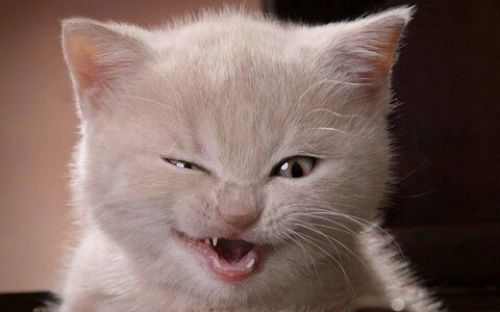 CattyTux